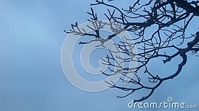 Sky blue background with dead tree branch Stock Photo