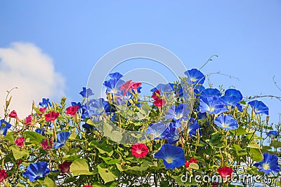 Sky blue morning glory Stock Photo