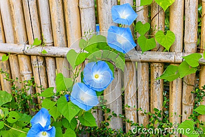 Sky blue, morning glory, Heavenly Blue Stock Photo