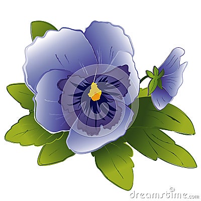 Sky Blue Pansy & Bud Vector Illustration