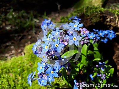 Sky-blue and purple spring-flowering plant - the wood forget-me-not flowers. Flower meaning - True and undying love, remembrance, Stock Photo