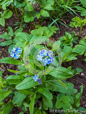 Sky-blue and purple spring-flowering plant - the wood forget-me-not flowers. Flower meaning - True and undying love, remembrance, Stock Photo