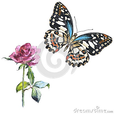 Sky butterfly in a wildlife and wildflower flower rose by watercolor style isolated. Stock Photo