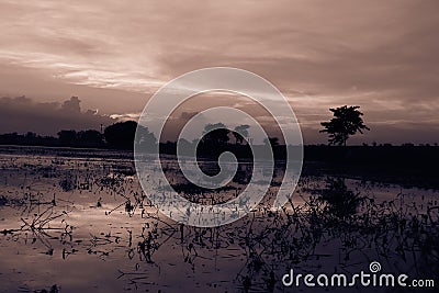 sky cloud morning reflection evening dusk dawn sunset horizon darkness sunrise sunlight sea nature tree light monochrome shore Stock Photo