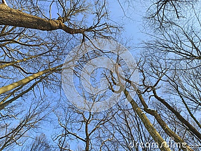 Sky dance of trees. Nature, spring Stock Photo