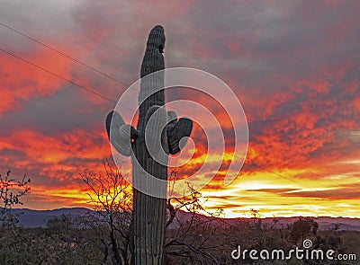 Sky On Fire Sunrise With Saguaro Cactus Stock Photo