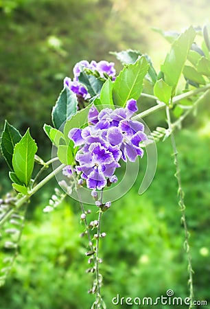 Sky flower or Golden dew drop or Pigeon berry or Duranta, purple flowers Stock Photo