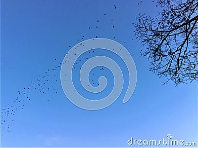 Sky, flying birds, bare tree, freedom and eternity Stock Photo