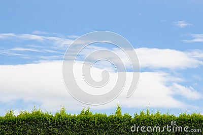 Sky with Green Hedge Stock Photo