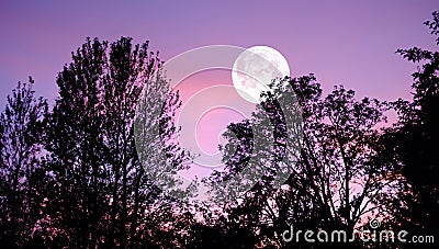 Sky, nature and trees with moon over forest for halloween, horror and fantasy landscape. Silhouette, shadow and scary Stock Photo