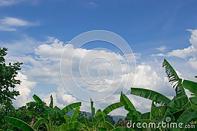 The sky is sunny With white clouds floating outstandingly and green leaf foreground Stock Photo