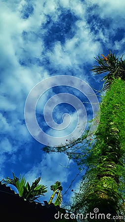 Sky tree Stock Photo