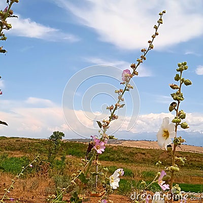 Sky, trees, clay field in the background mountains, landscape. East. Stock Photo