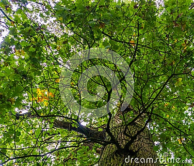 Sky view of a oak tree, green and yellow foliage during early autumn, common plant specie Stock Photo