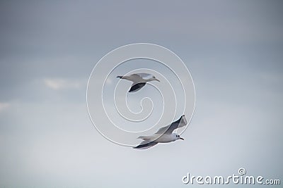 Skybound Charmers: Black-headed Gull Birds Soaring Through the Skies Stock Photo