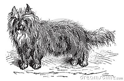 Skye Terrier or Canis lupus familiaris vintage engraving Vector Illustration