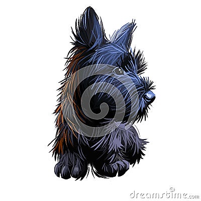 Skye Terrier lap dog tiny pet of small size digital art. Puppy looking in distance breeding domestic animal closeup watercolor Stock Photo