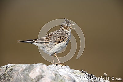 Skylark, Alauda arvensis Stock Photo