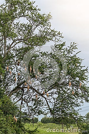 Skylark nests with many tamarind tree branches. Stock Photo