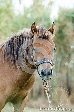 Skyrian horse Stock Photo