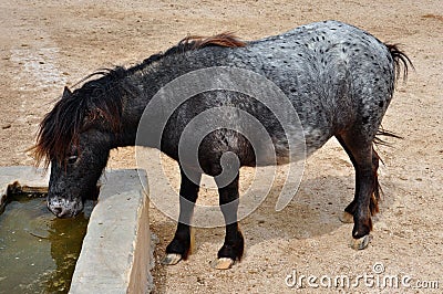 Skyrian wild pony drinking water Stock Photo