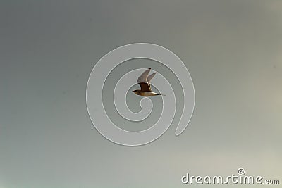 Skyward Bound: Collared Pratincole Birds Soaring in the Sky Stock Photo