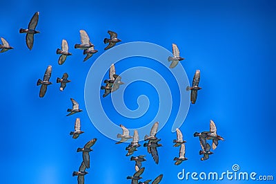 Birds Stock Photo