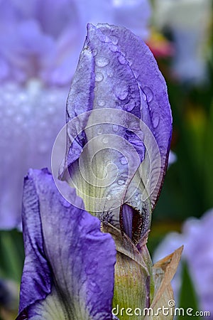 Skywatch Iris Bud Stock Photo