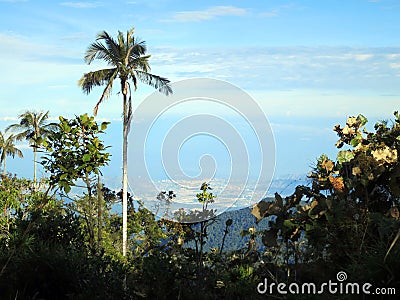Slaapboom (Palm) / Sleeping Wax Palm; Santa Marta Parakeet, Fund Stock Photo