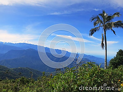 Slaapboom (Palm) / Sleeping Wax Palm; Santa Marta Parakeet, Fund Stock Photo