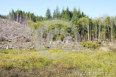 Slash piles and clear cut Douglas fir forest Stock Photo