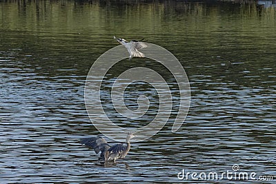 Great Blue Heron in Lake Screaming at Competition Osprey Flying Over Stock Photo