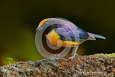 Slate-throated Redstart, Myioborus miniatus, beautiful bird from tropic Costa Rica. Tanager in the nature habitat. Wildlife scene Stock Photo