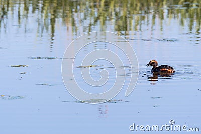 Slavonian Grebe with a just caught small fish Stock Photo