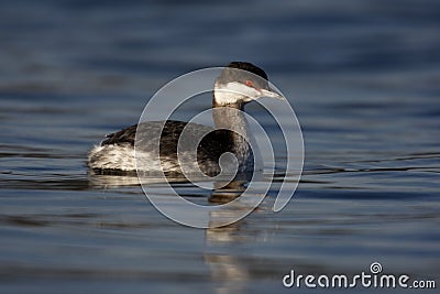 Slavonian grebe, Podiceps auritus Stock Photo