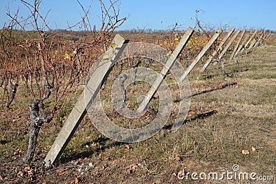 Slavonian vineyards Stock Photo