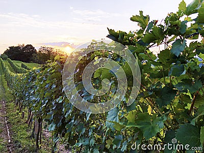 Slavonian vineyards on the slopes of the Pozega Basin Stock Photo