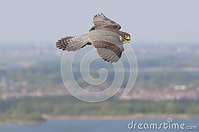 Slechtvalk, Peregrine Falcon, Falco peregrinus Stock Photo