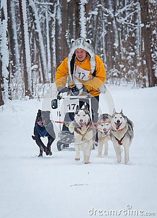 Sled Dog Race in Kharkiv, Ukraine Editorial Stock Photo