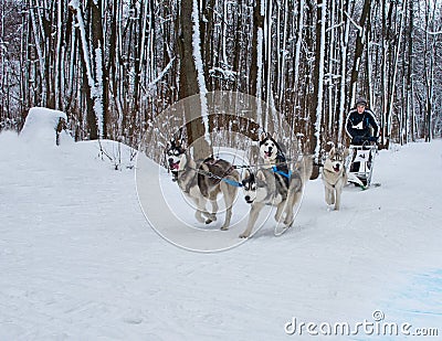 Sled Dog Race in Kharkiv, Ukraine Editorial Stock Photo