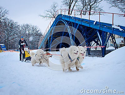 Sled Dog Race in Kharkiv, Ukraine Editorial Stock Photo