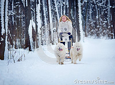 Sled Dog Race in Kharkiv, Ukraine Editorial Stock Photo