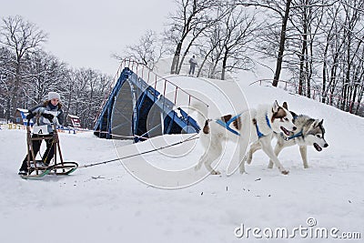 Sled Dog Race in Kharkiv, Ukraine Editorial Stock Photo