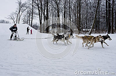 Sled Dog Race in Kharkiv, Ukraine Editorial Stock Photo