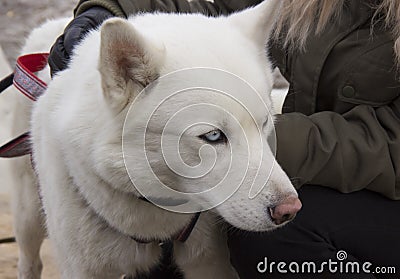 Siberian husky Stock Photo