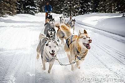 Sled dogs Stock Photo