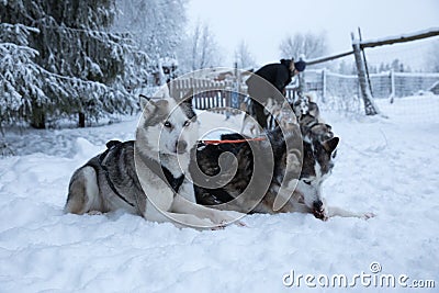 Sled dogs exitedly waiting to be tied to the sled line. Editorial Stock Photo