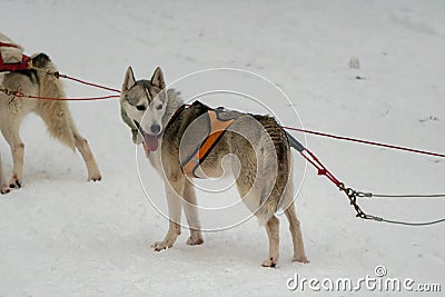 Sled dogs in harness ready to carry its passenger on sledges in polar Finnish Lapland Stock Photo