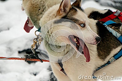 Sled dogs in harness ready to carry its passenger on sledges in polar Finnish Lapland Stock Photo