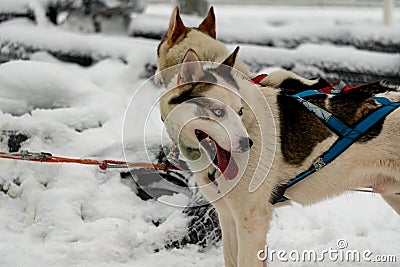 Sled dogs in harness ready to carry its passenger on sledges in polar Finnish Lapland Stock Photo